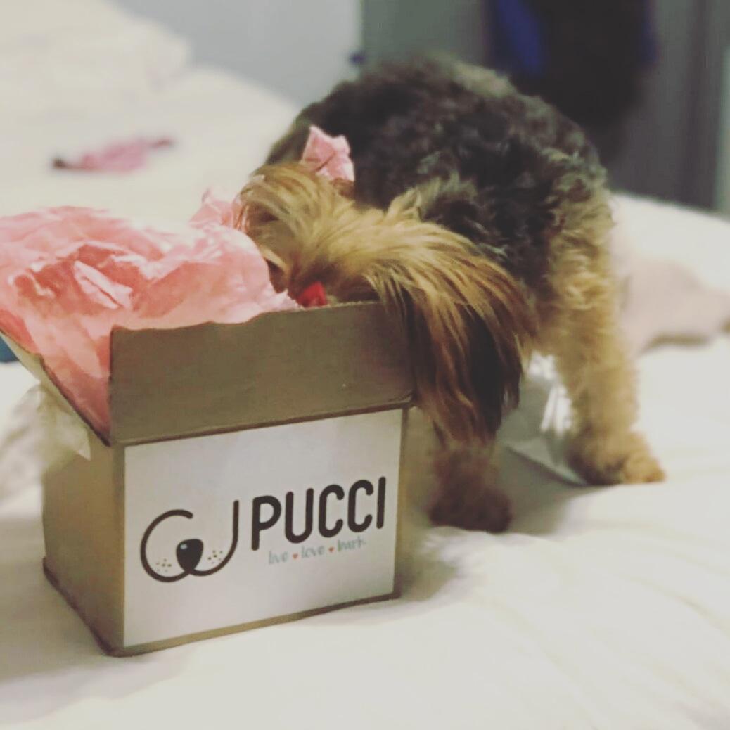 Pucci Dog Boutique Review Dog Lady